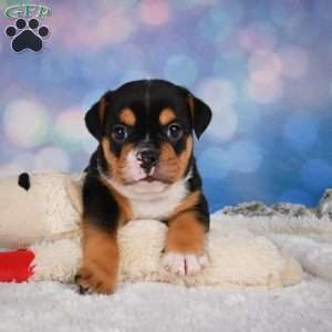 Buddy, Miniature Bulldog Puppy